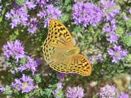 Attēlu rezultāti vaicājumam “Argynnis laodice female”