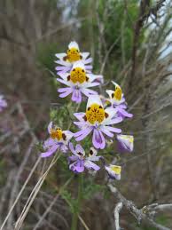 Image result for Schizanthus