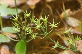 Attēlu rezultāti vaicājumam “Aloina rigida”