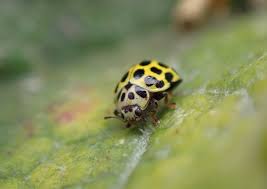 Attēlu rezultāti vaicājumam “Psyllobora vigintiduopunctata”