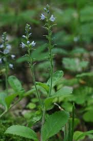 Image result for Veronica officinalis