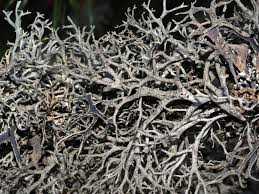 Attēlu rezultāti vaicājumam “Pseudevernia furfuracea”