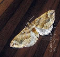 Attēlu rezultāti vaicājumam “Pelurga comitata”