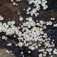 Attēlu rezultāti vaicājumam “Lachnum virgineum”