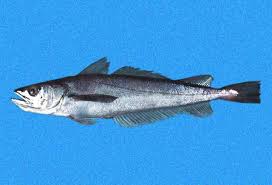 Image result for Merluccius merluccius