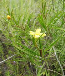 Attēlu rezultāti vaicājumam “Oenothera rubricauli”