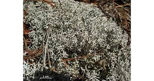 Attēlu rezultāti vaicājumam “Cladonia rangiferina”
