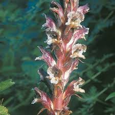 Attēlu rezultāti vaicājumam “Orobanche reticulata”