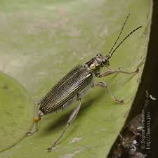 Attēlu rezultāti vaicājumam “Donacia clavipes”