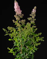 Attēlu rezultāti vaicājumam “Spiraea salicifolia flower”