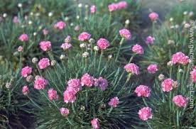 Attēlu rezultāti vaicājumam “Armeria vulgaris flower”