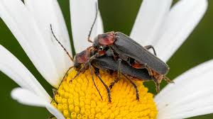 Attēlu rezultāti vaicājumam “Cantharis rustica imago”