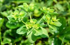 Attēlu rezultāti vaicājumam “Euphorbia helioscopia leaf”
