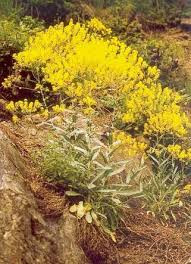 Image result for Isatis tinctoria