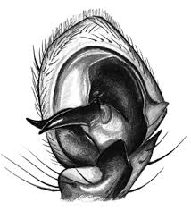 Attēlu rezultāti vaicājumam “Xysticus bifasciatus female”