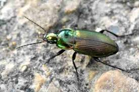 Attēlu rezultāti vaicājumam “Poecilus lepidus”