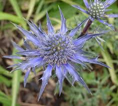 Attēlu rezultāti vaicājumam “Eryngium maritimum”