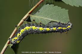 Attēlu rezultāti vaicājumam “Diloba caeruleocephala larva”