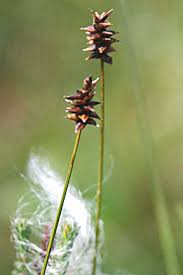 Attēlu rezultāti vaicājumam “Carex dioica”