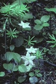 Attēlu rezultāti vaicājumam “Moneses uniflora fruit”