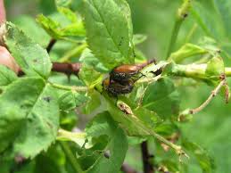Attēlu rezultāti vaicājumam “Phyllopertha horticola”