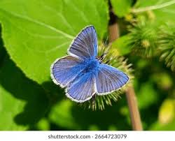 Attēlu rezultāti vaicājumam “Lycaeniinae”