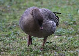 Attēlu rezultāti vaicājumam “Anser brachyrhynchus adult”