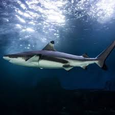 Image result for London Sharks Floorball Club