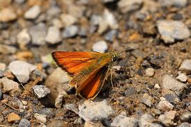 Attēlu rezultāti vaicājumam “Thymelicus sylvestris female”