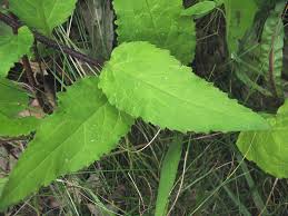 Image result for Campanula rapunculoides