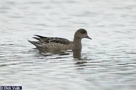 Attēlu rezultāti vaicājumam “Anas penelope”