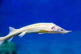 Image result for Acipenser medirostris