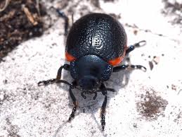 Attēlu rezultāti vaicājumam “Chrysolina sanguinolenta”