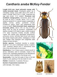 Attēlu rezultāti vaicājumam “Cantharidae”