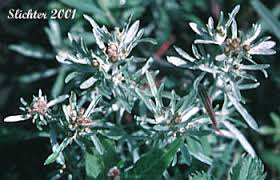 Attēlu rezultāti vaicājumam “Gnaphalium uliginosum leaf”