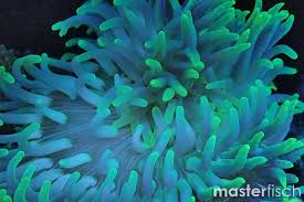 Attēlu rezultāti vaicājumam “Tranzschelia anemones”