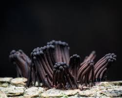 Attēlu rezultāti vaicājumam “Stemonitis splendens macro”