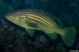 Image result for Epinephelus costae