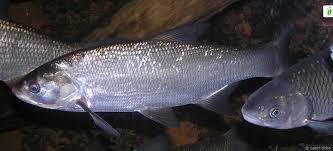 Image result for Aspius aspius