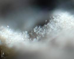 Attēlu rezultāti vaicājumam “Cribraria aurantiaca var. persoonii”