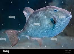 Image result for Balistes capriscus