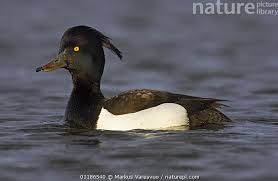 Attēlu rezultāti vaicājumam “Aythya fuligula male”