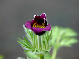Attēlu rezultāti vaicājumam “Pulsatilla pratensis fruit”