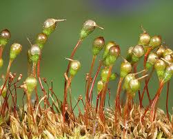 Attēlu rezultāti vaicājumam “Physcomitrium pyriforme”