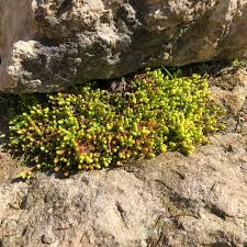 Image result for Mauerpfeffer