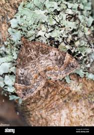 Attēlu rezultāti vaicājumam “Dysstroma truncata”