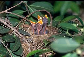 Attēlu rezultāti vaicājumam “Turdus merula nest”