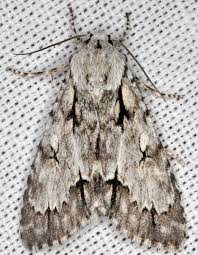 Attēlu rezultāti vaicājumam “Acronicta cuspis”