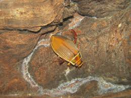 Attēlu rezultāti vaicājumam “Dytiscus marginalis”