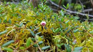 Attēlu rezultāti vaicājumam “Oxycoccus flower”